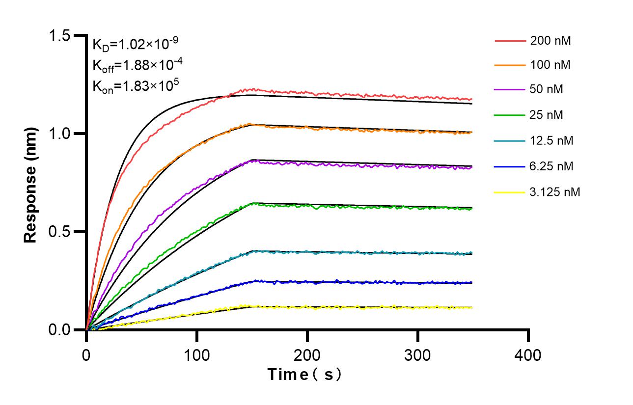 Affinity and Kinetic Characterization of 86630-3-RR Affinity and Kinetic Characterization of 86630-3-RR