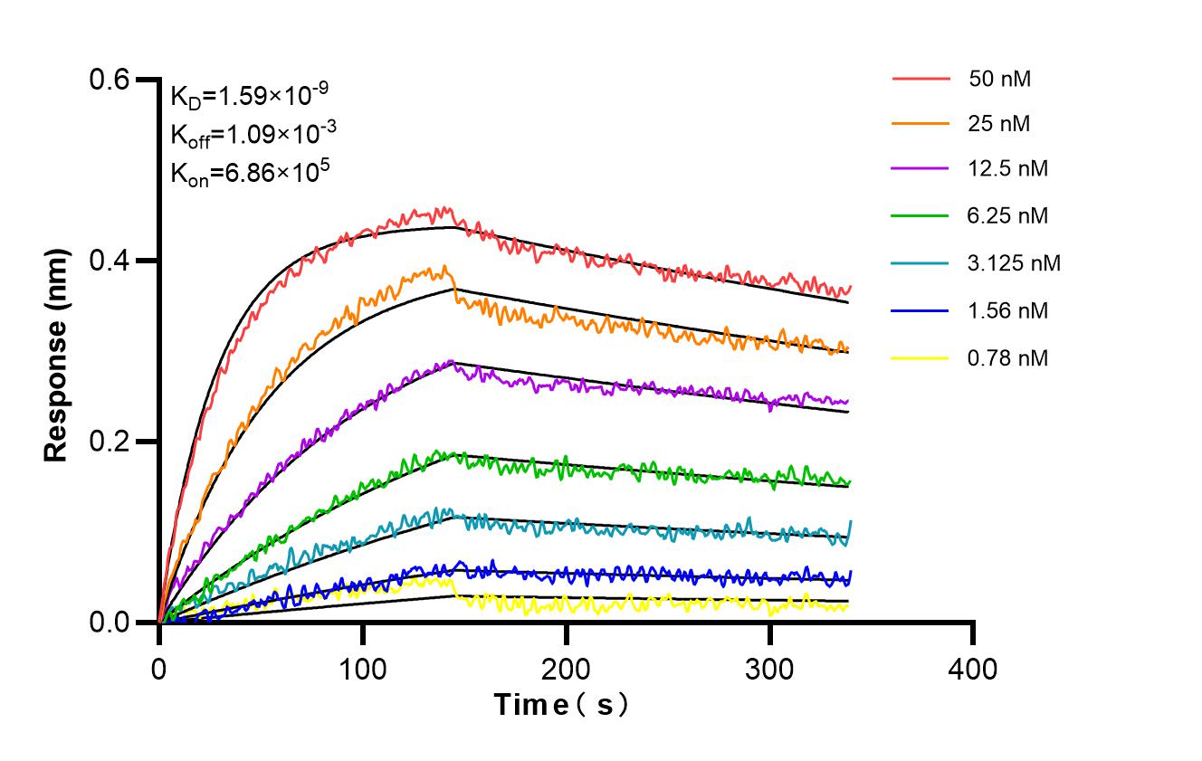 Affinity and Kinetic Characterization of 86633-2-RR