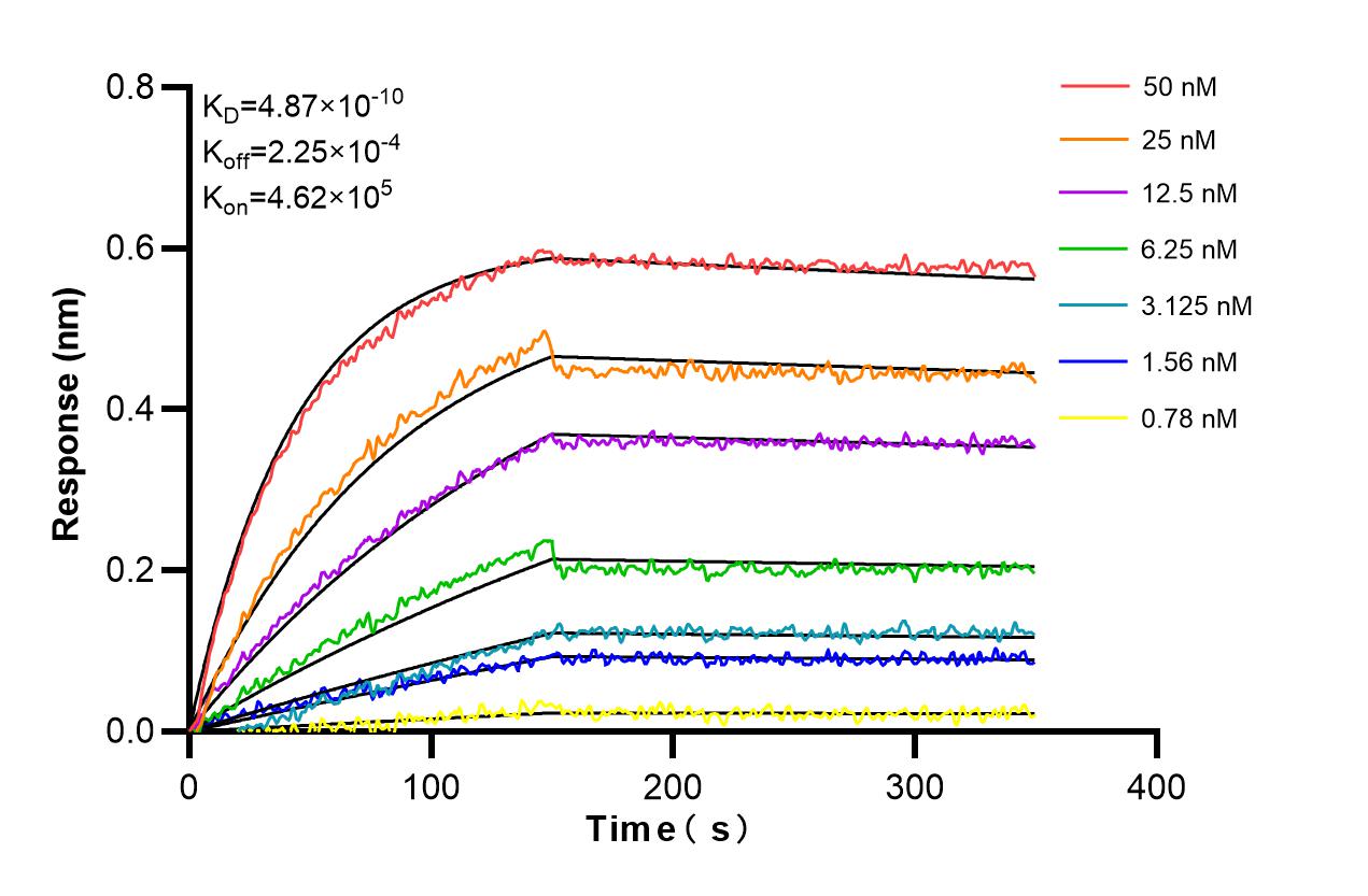 Affinity and Kinetic Characterization of 86638-1-RR Affinity and Kinetic Characterization of 86638-1-RR