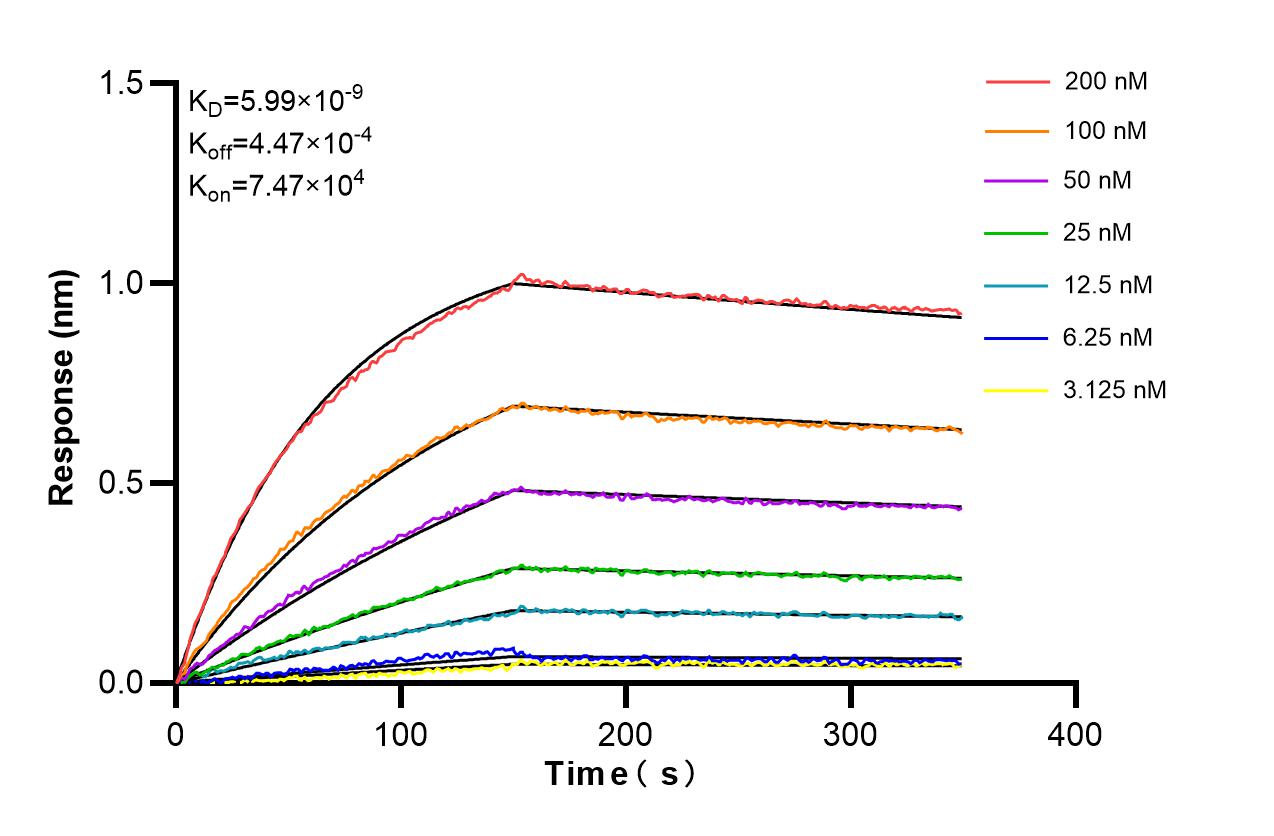 Biolayer interferometry (BLl) kinetic assays of <a class='green' href='/productredirect?CatalogNo=86646-1-RR' target='_blank'>86646-1-RR</a> against Human SCRN1 were performed. The affinity constant is 5.99 nM. Affinity and Kinetic Characterization of 86646-1-RR