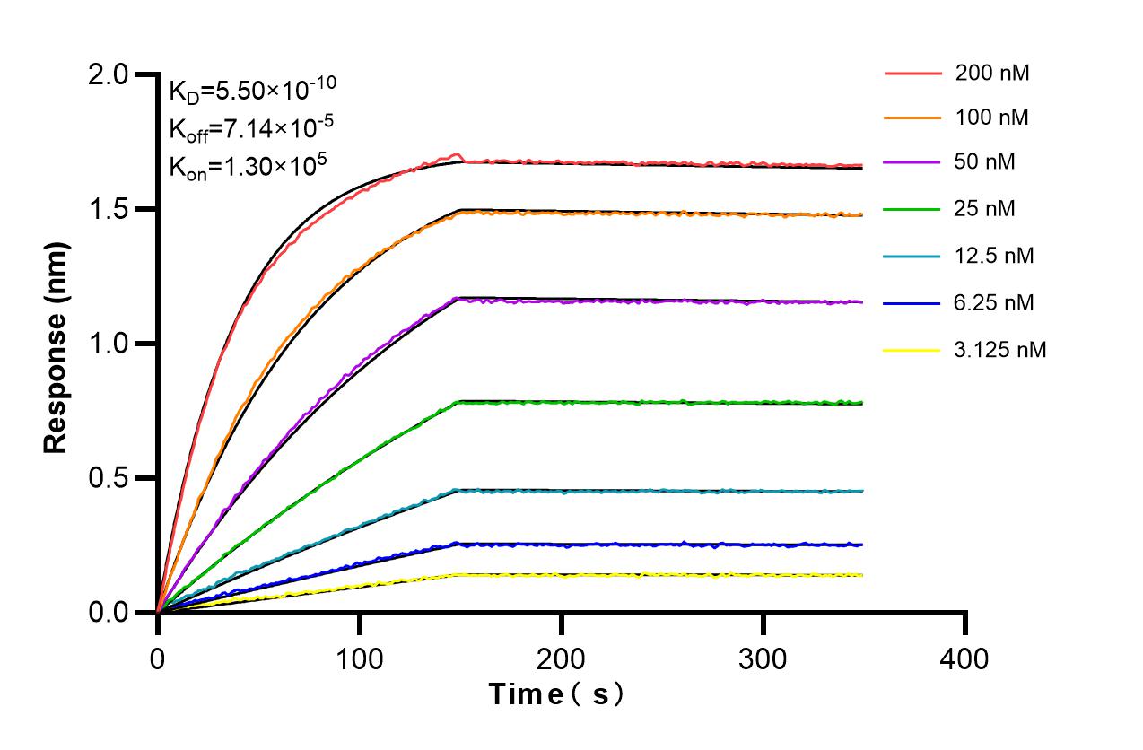 Affinity and Kinetic Characterization of 86653-1-RR