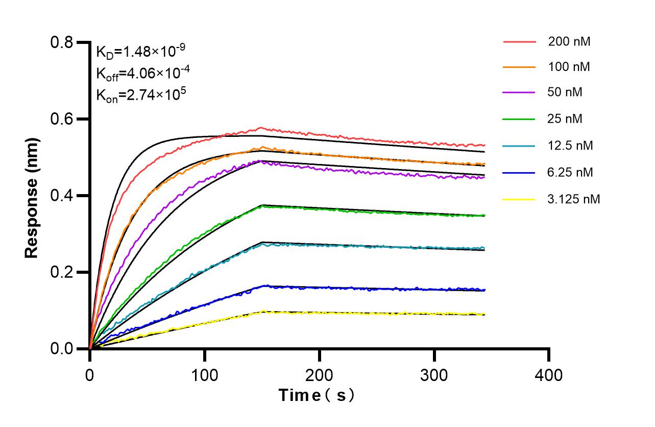 Affinity of 86654-3-RR