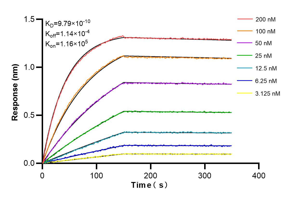 Affinity and Kinetic Characterization of 86699-1-RR