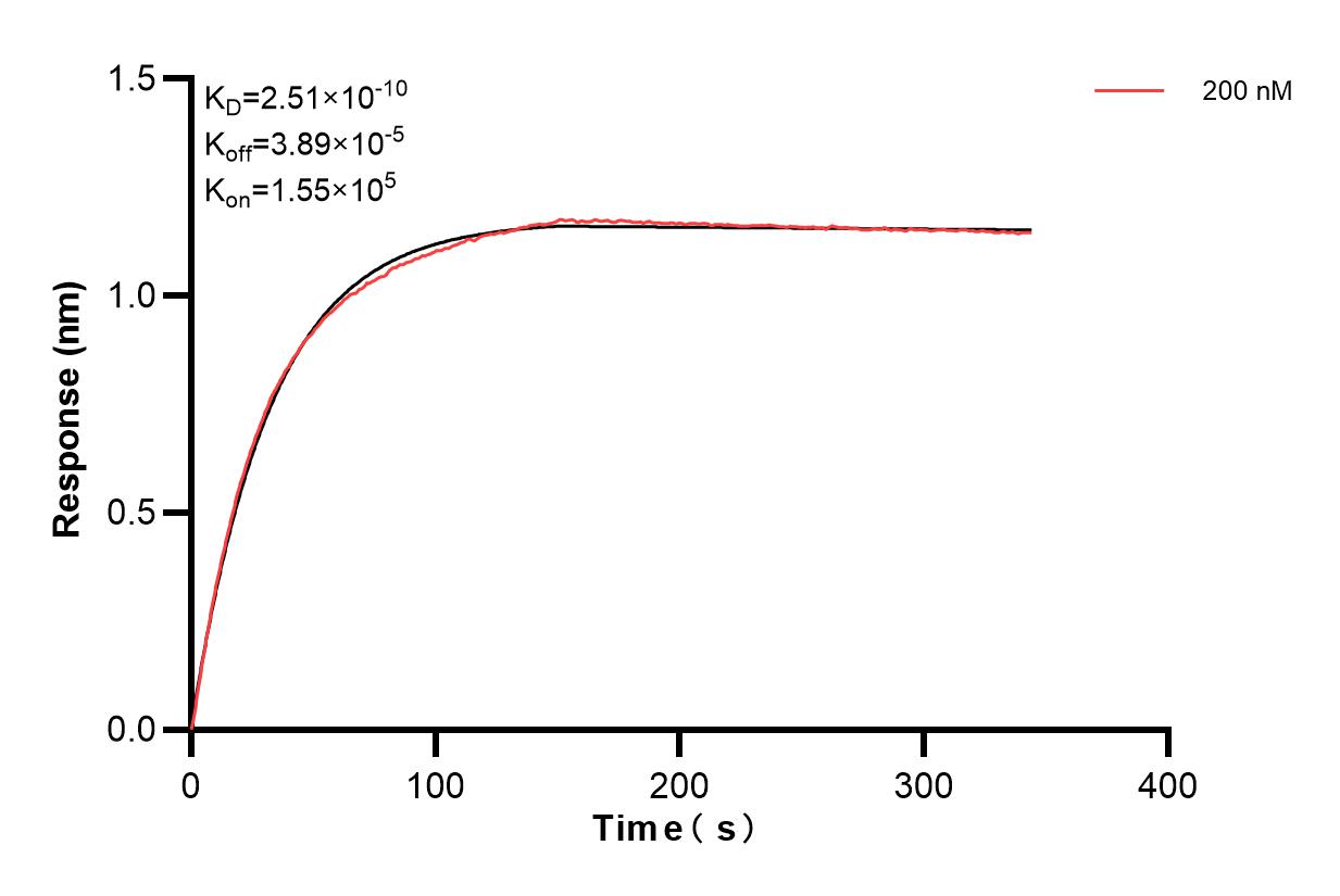 Biolayer interferometry (BLl) kinetic assay of 86708-3-PBS against Human GSTP1 were performed. The affinity constant is 0.251 nM. Affinity of 86708-3-PBS
