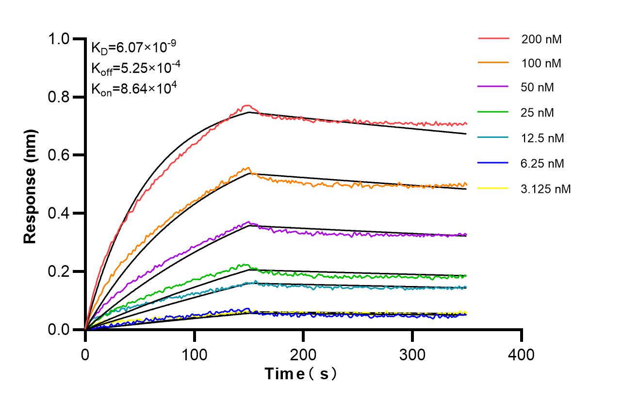 Biolayer interferometry (BLl) kinetic assays of <a class='green' href='/productredirect?CatalogNo=86719-1-RR' target='_blank'>86719-1-RR</a> against Human APEX1 were performed. The affinity constant is 6.07 nM. Affinity and Kinetic Characterization of 86719-1-RR