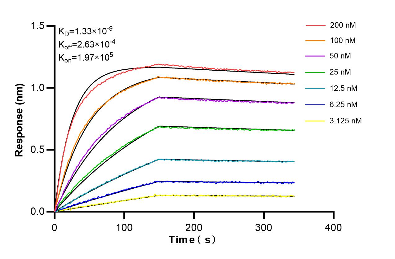 Biolayer interferometry (BLl) kinetic assays of 86719-3-PBS against Human APEX1 were performed. The affinity constant is 1.33 nM. Affinity and Kinetic Characterization of 86719-3-PBS