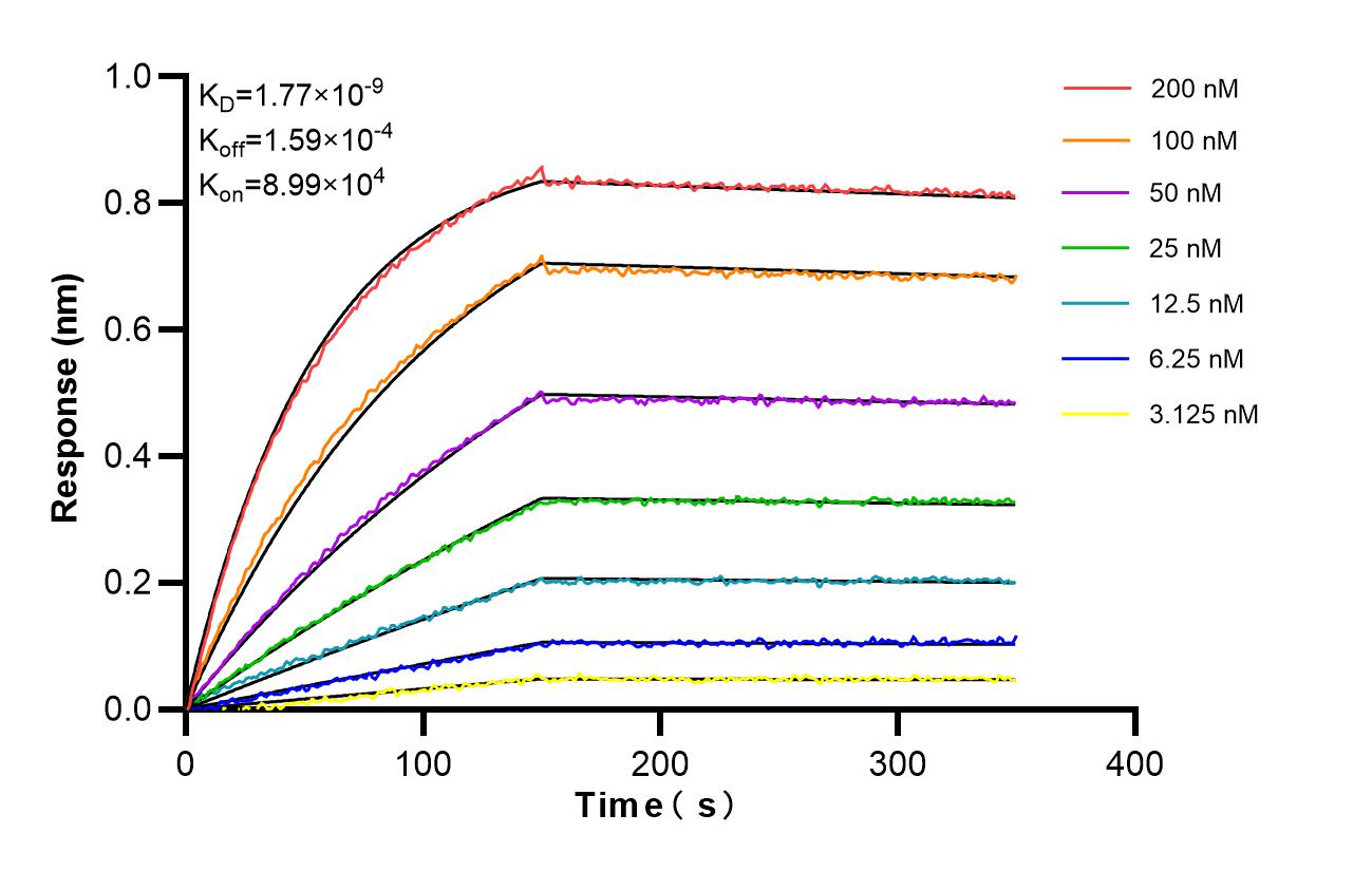 Affinity and Kinetic Characterization of 86728-1-RR Affinity and Kinetic Characterization of 86728-1-RR
