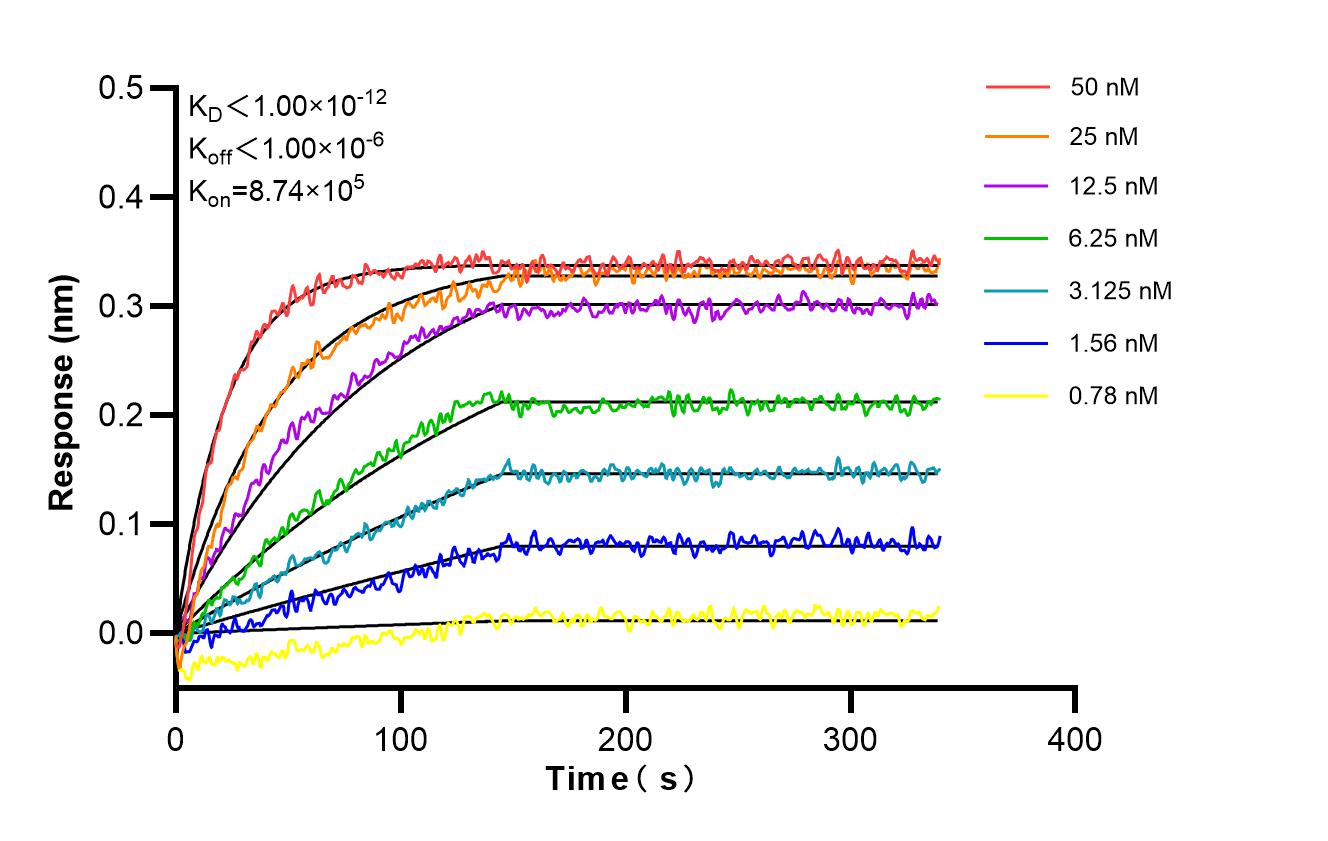 Biolayer interferometry (BLl) kinetic assays of <a class='green' href='/productredirect?CatalogNo=86729-1-RR' target='_blank'>86729-1-RR</a> against Human CLEC5A were performed. The affinity constant is below 1 pM. Affinity and Kinetic Characterization of 86729-1-RR
