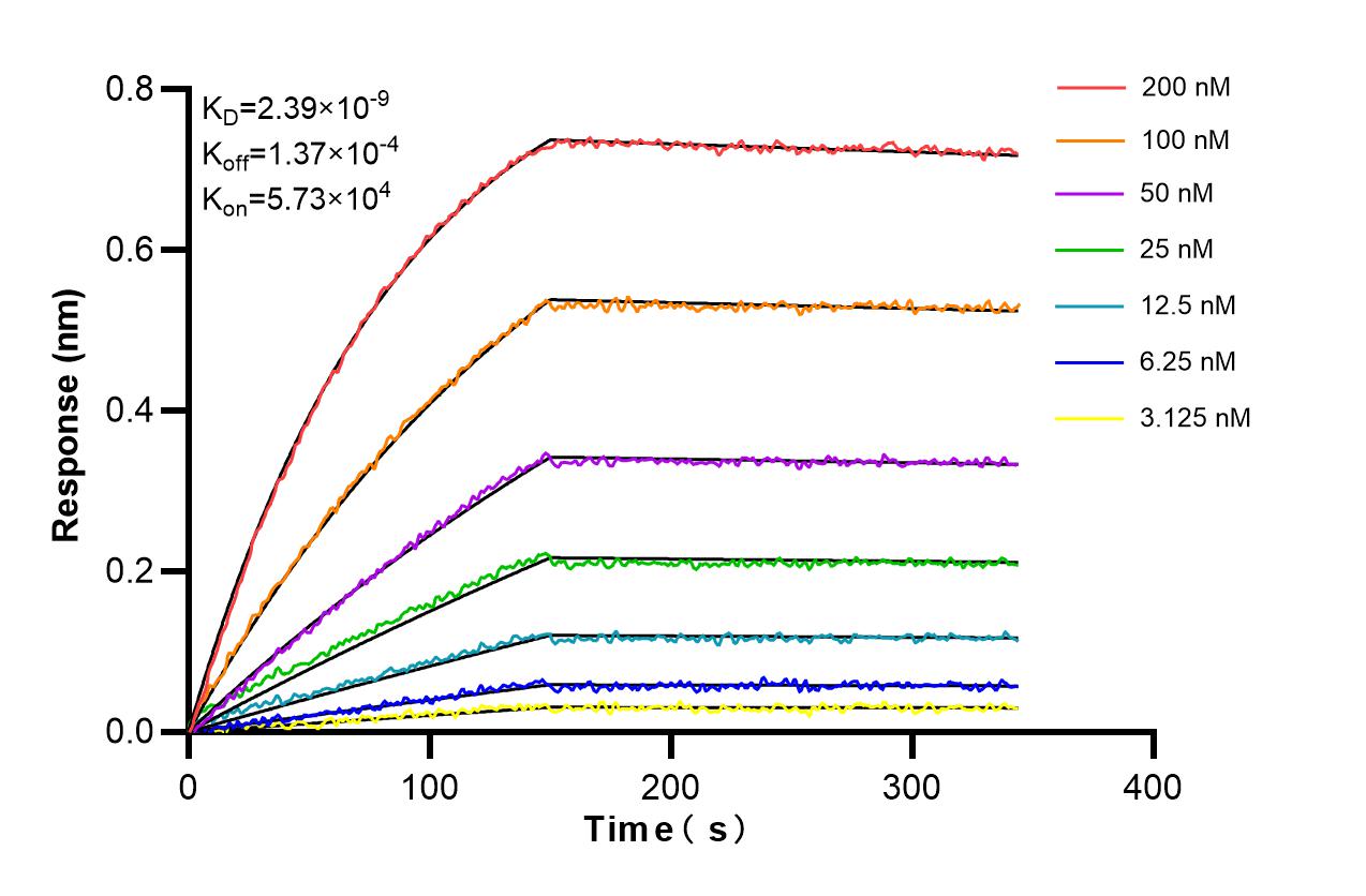 Affinity and Kinetic Characterization of 86736-3-RR
