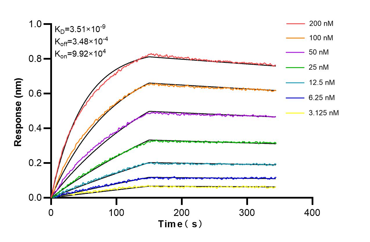 Affinity and Kinetic Characterization of 86745-1-RR