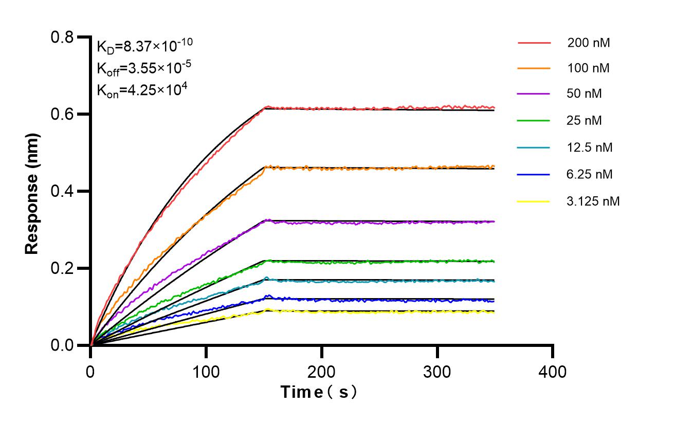 Affinity of 86758-1-RR Affinity of 86758-1-RR