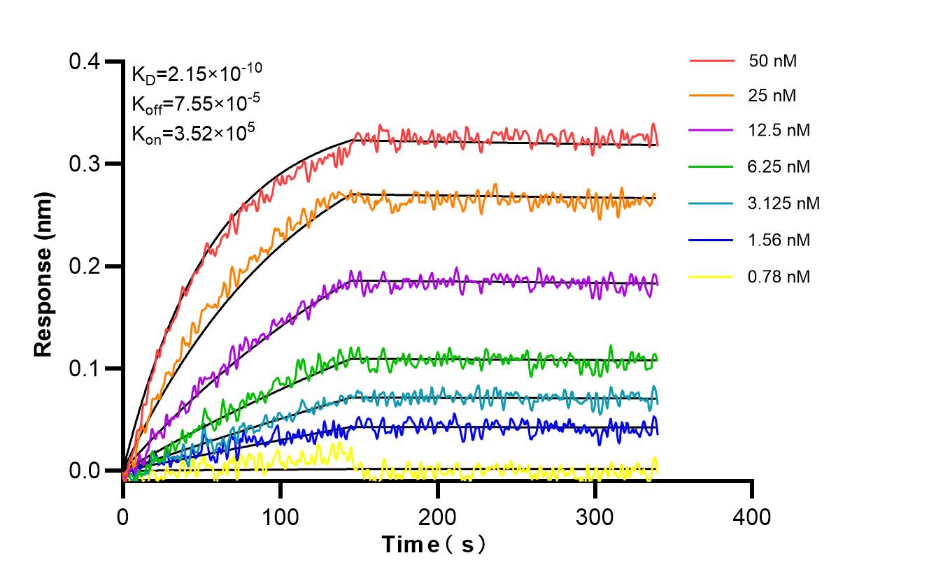Affinity and Kinetic Characterization of 86758-3-RR