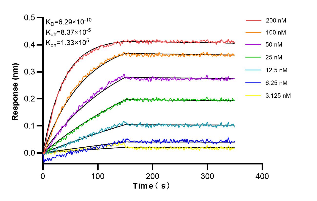 Affinity and Kinetic Characterization of 86762-3-RR Affinity and Kinetic Characterization of 86762-3-RR