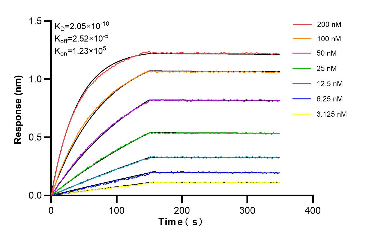 Affinity and Kinetic Characterization of 86771-3-RR Affinity and Kinetic Characterization of 86771-3-RR