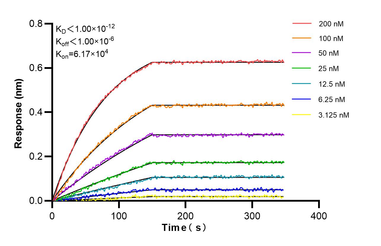 Affinity and Kinetic Characterization of 86775-3-RR