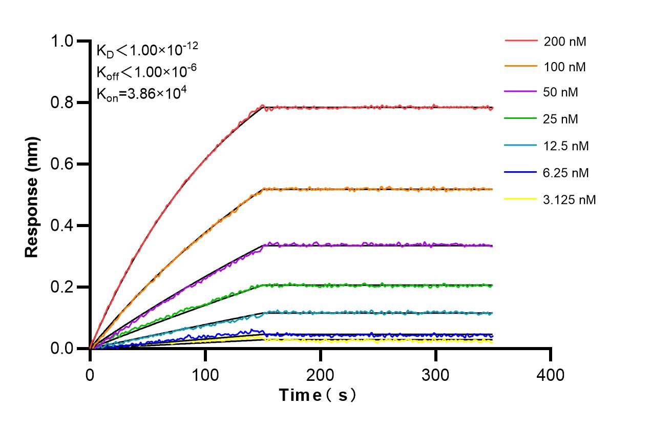 Affinity and Kinetic Characterization of 86782-1-RR