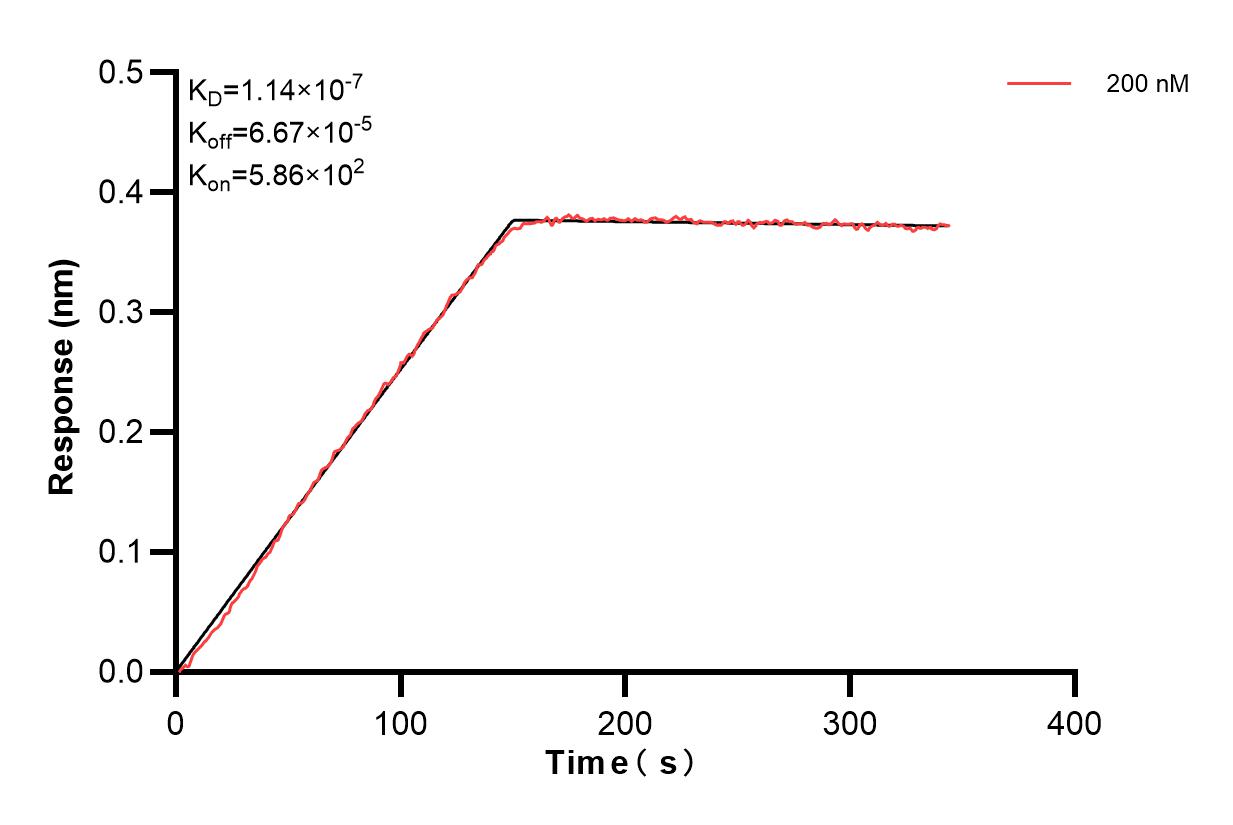 Biolayer interferometry (BLl) kinetic assay of 86783-1-PBS against Human COX6B1 was performed. The affinity constant is below 1 pM. Affinity of 86783-1-PBS