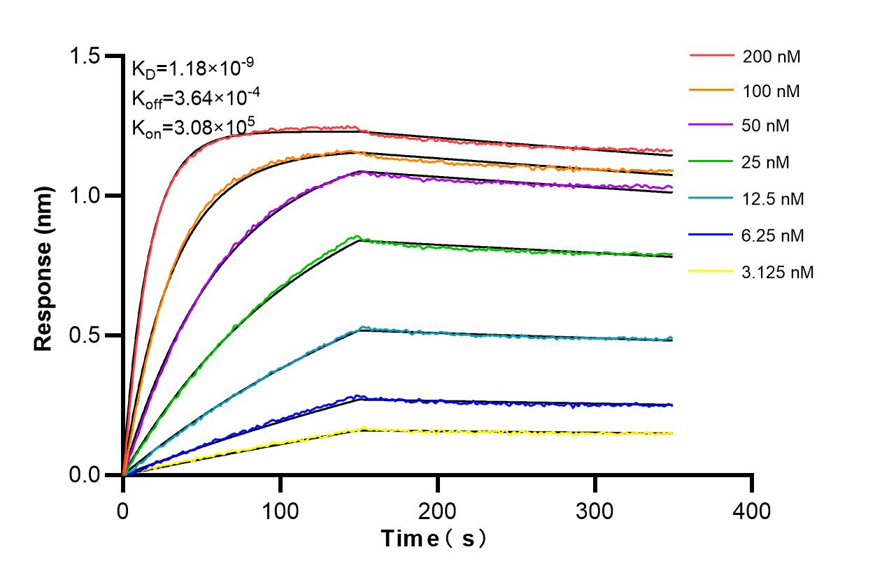 Affinity and Kinetic Characterization of 86783-3-RR