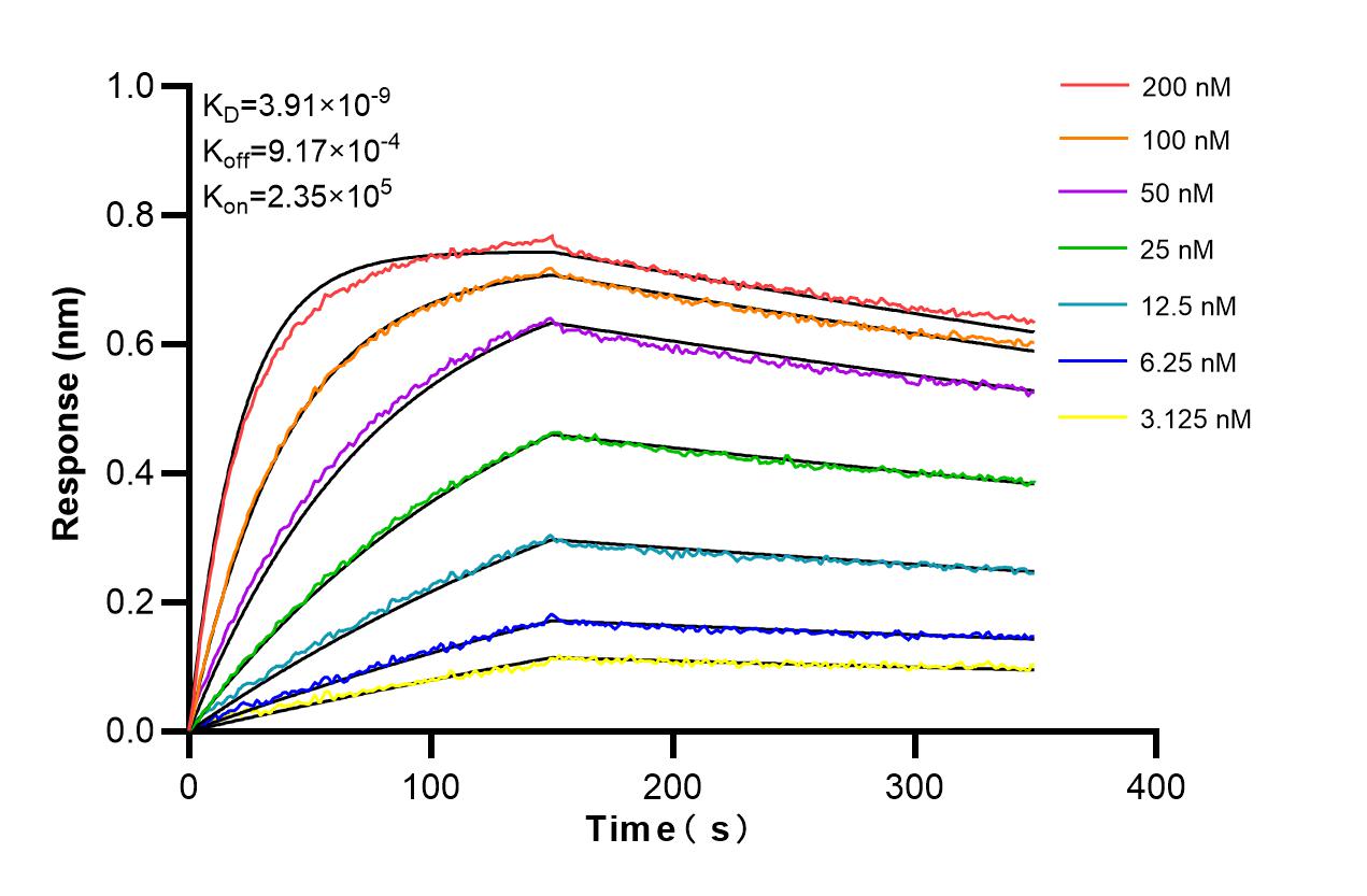 Affinity and Kinetic Characterization of 86787-1-RR