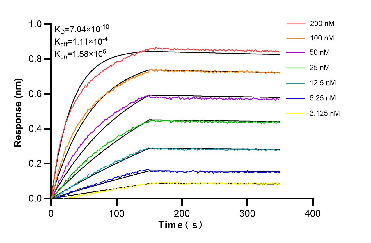 Biolayer interferometry (BLl) kinetic assays of 86809-3-RR against Human AZI1 were performed. The affinity constant is 0.704 nM. Affinity and Kinetic Characterization of 86809-3-RR