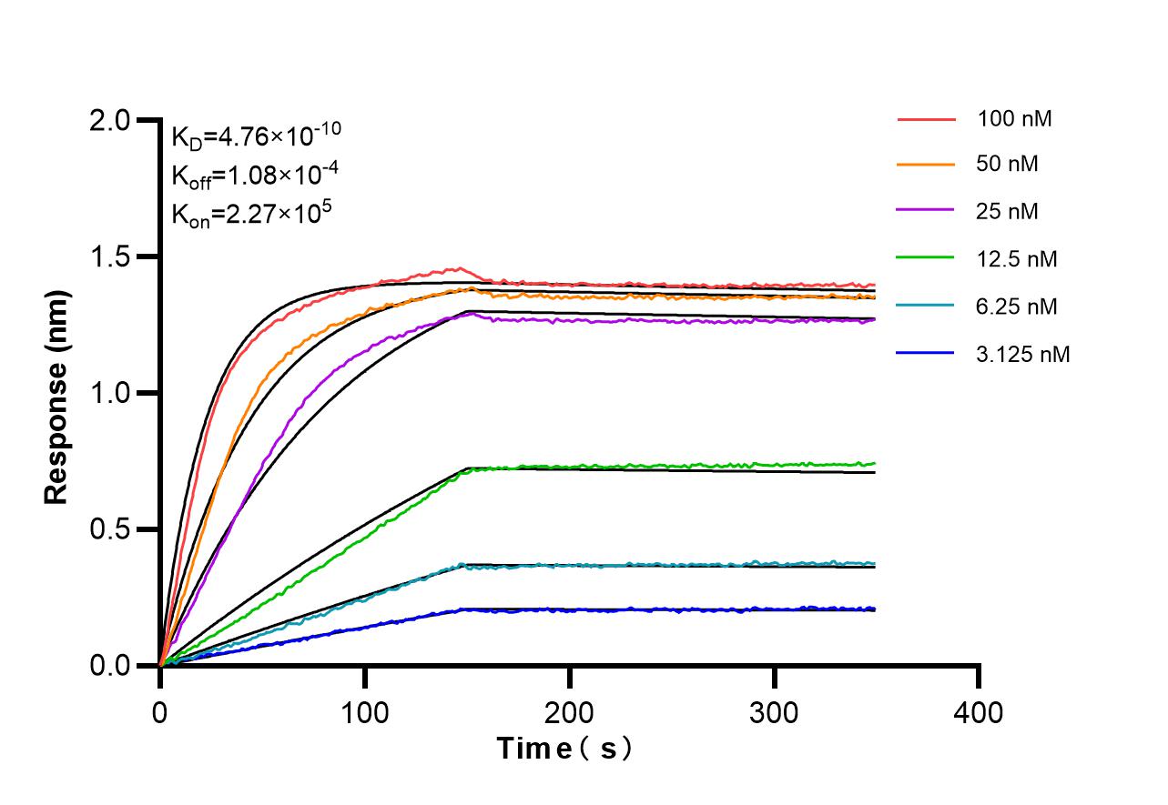 Affinity and Kinetic Characterization of 86811-3-RR