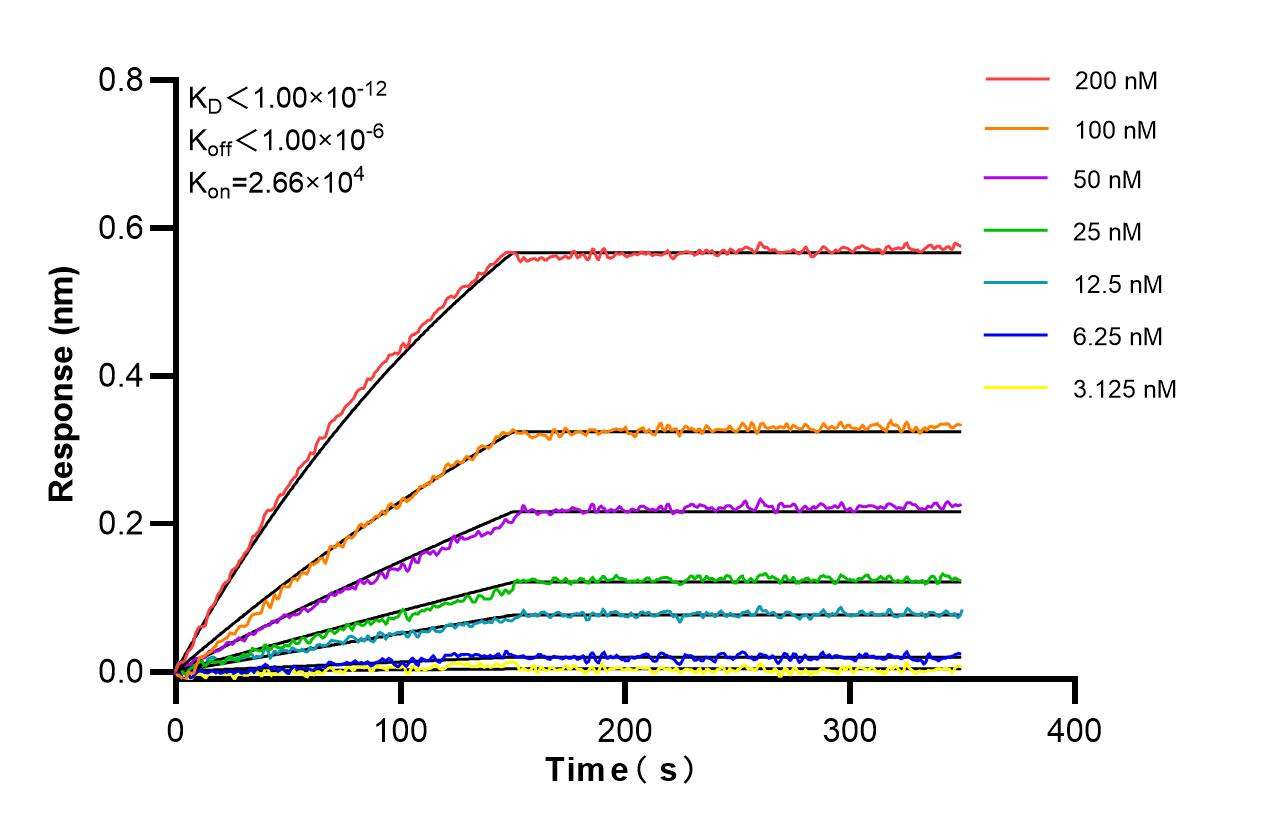 Affinity and Kinetic Characterization of 86817-1-RR Affinity and Kinetic Characterization of 86817-1-RR