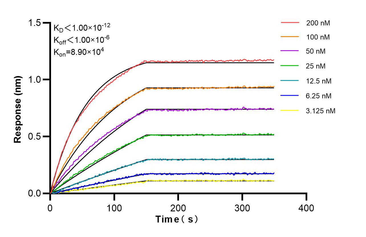 Biolayer interferometry (BLl) kinetic assays of 86821-1-RR against Human IGF-II R/IGF2R were performed. The affinity constant is below 1 pM. Affinity and Kinetic Characterization of 86821-1-RR