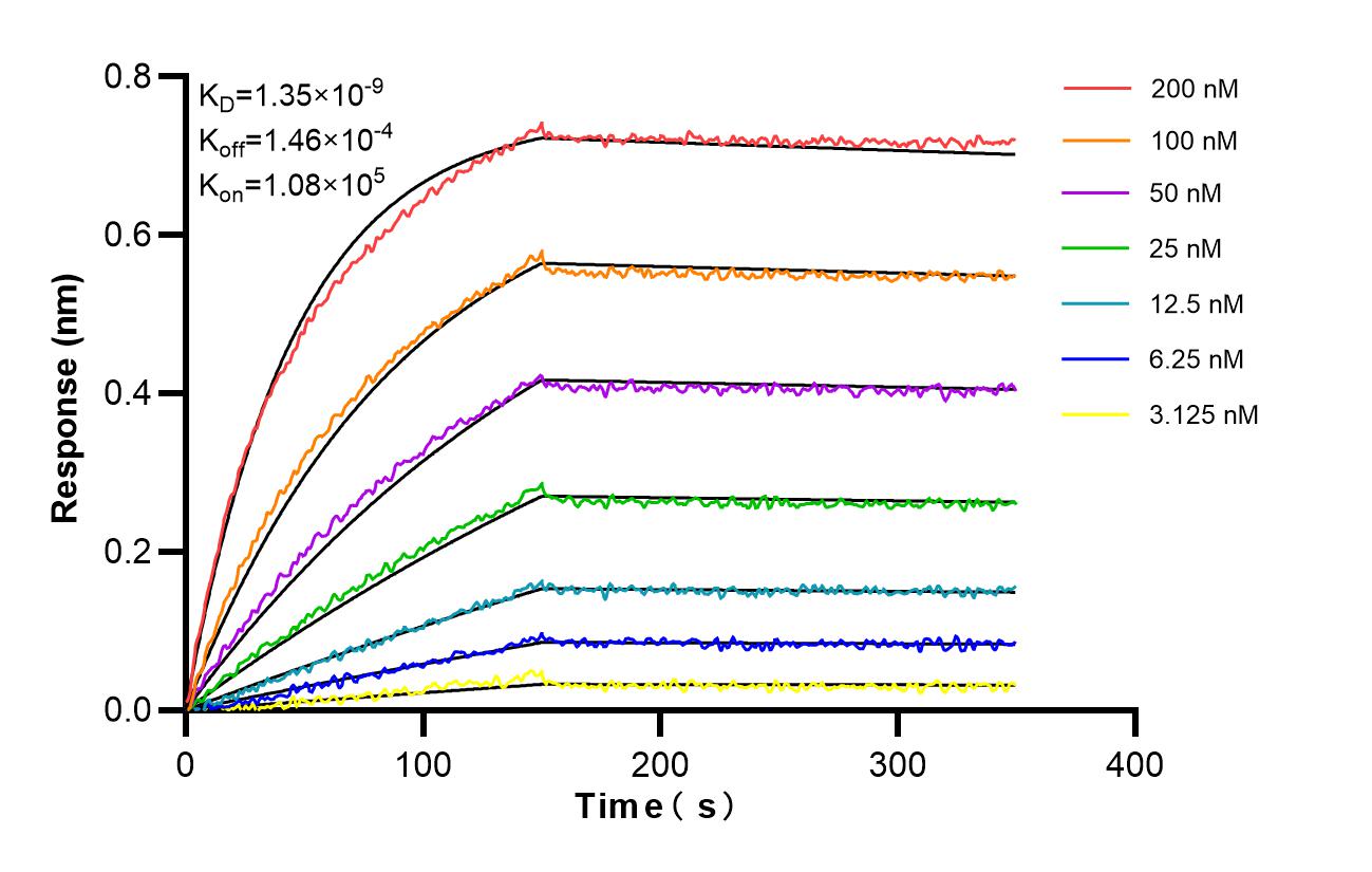 Affinity and Kinetic Characterization of 86828-1-RR