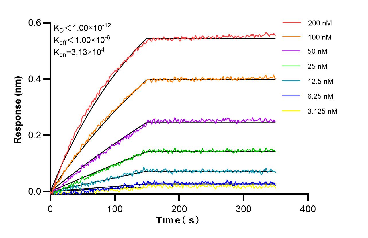 Biolayer interferometry (BLl) kinetic assays of <a class='green' href='/productredirect?CatalogNo=86881-1-RR' target='_blank'>86881-1-RR</a> against Human Laminin beta 1 were performed. The affinity constant is below 1 pM. Affinity and Kinetic Characterization of 86881-1-RR