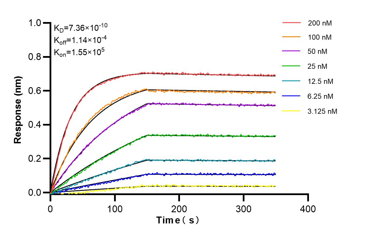 Biolayer interferometry (BLl) kinetic assays of <a class='green' href='/productredirect?CatalogNo=86894-1-RR' target='_blank'>86894-1-RR</a> against Human DDX41 were performed. The affinity constant is 0.736 nM. Affinity and Kinetic Characterization of 86894-1-RR