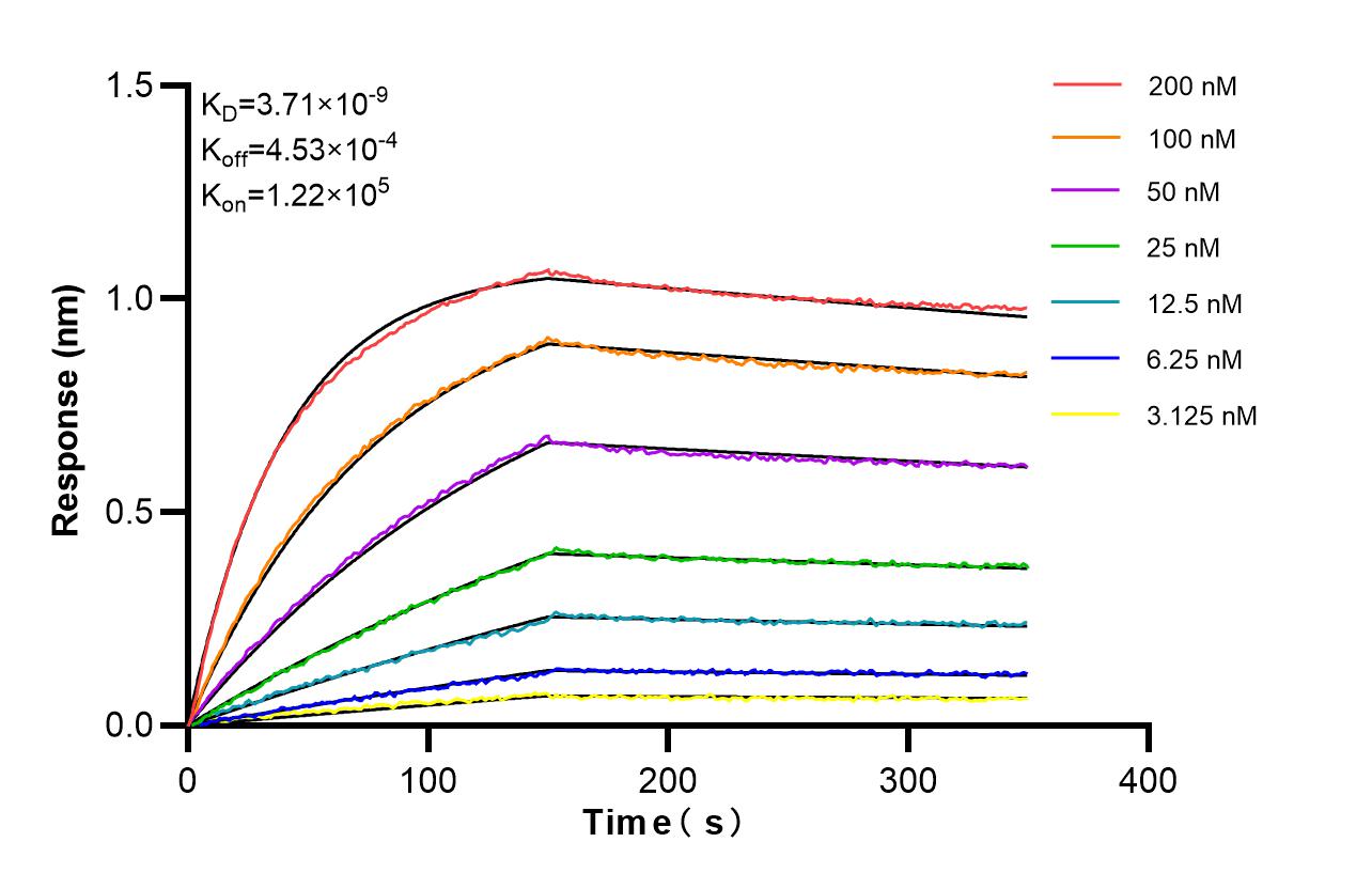 Biolayer interferometry (BLl) kinetic assays of 86899-1-RR against Human MTX2 were performed. The affinity constant is 3.71 nM. Affinity and Kinetic Characterization of 86899-1-RR