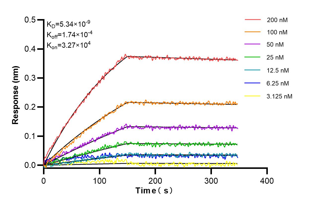 Affinity and Kinetic Characterization of 86901-1-RR