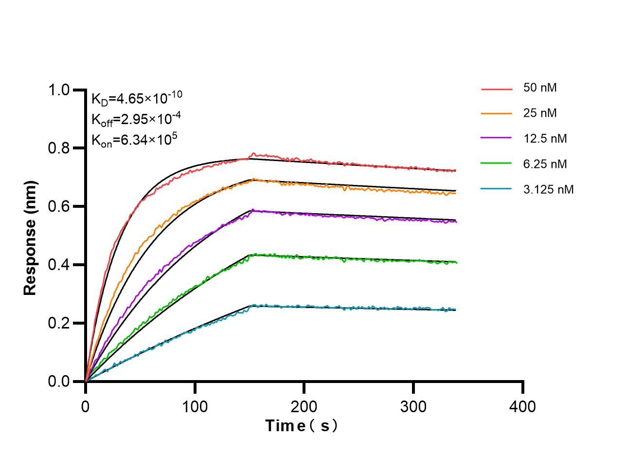 Affinity and Kinetic Characterization of 86902-1-RR