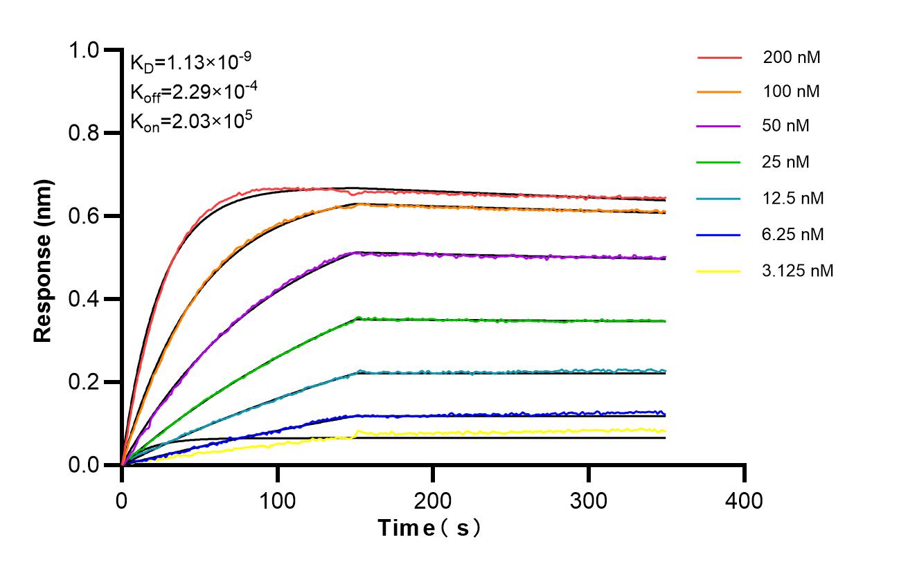 Affinity and Kinetic Characterization of 86907-3-RR