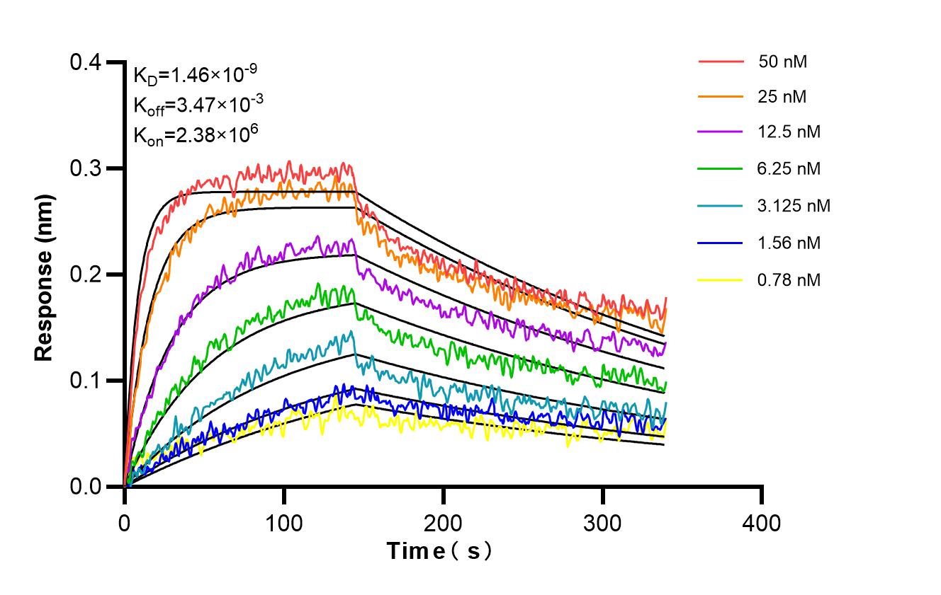 Affinity and Kinetic Characterization of 86920-2-RR