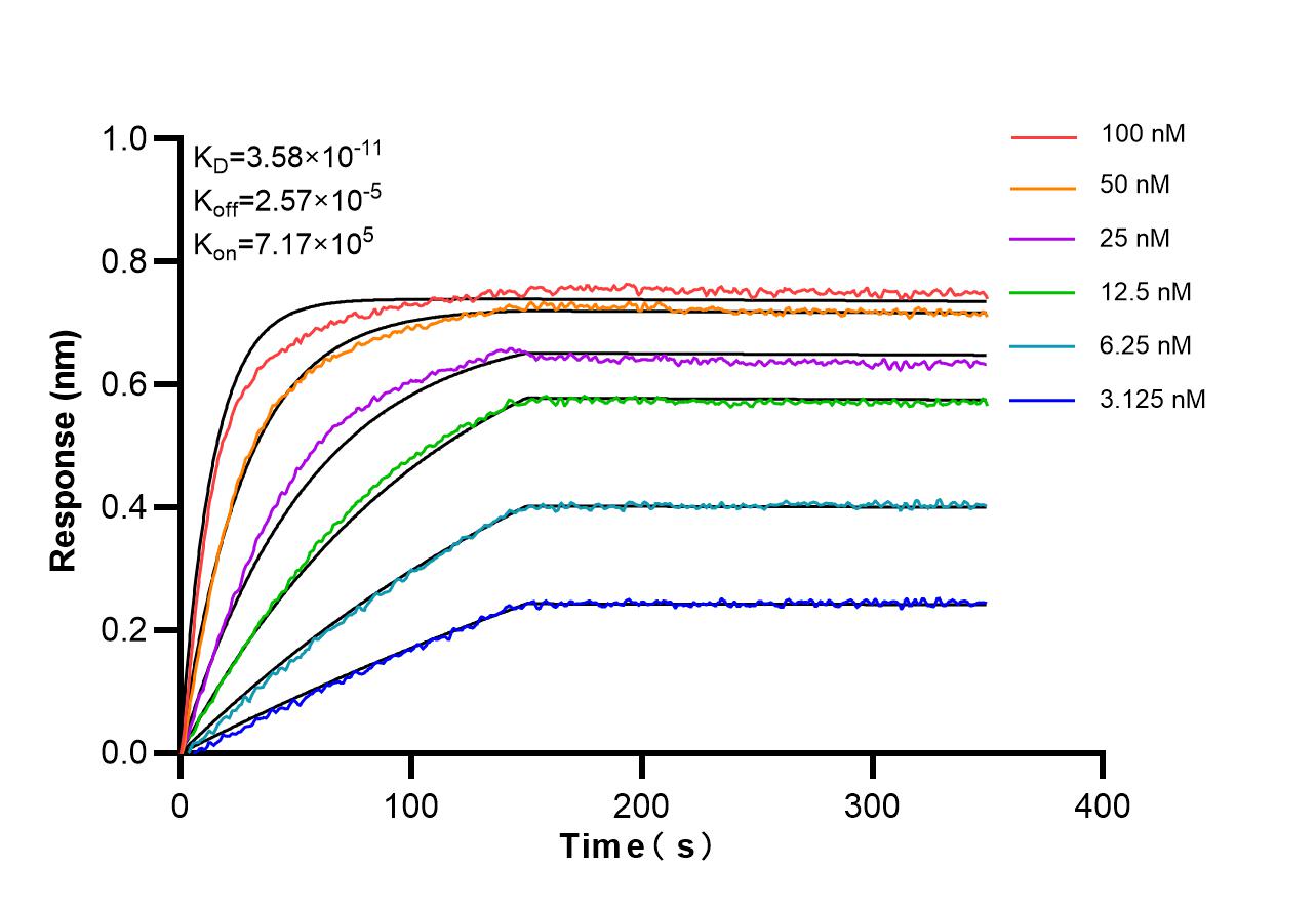 Biolayer interferometry (BLl) kinetic assays of 86923-1-RR against Rat GM-CSF were performed. The affinity constant is 35.8 pM. Affinity and Kinetic Characterization of 86923-1-RR