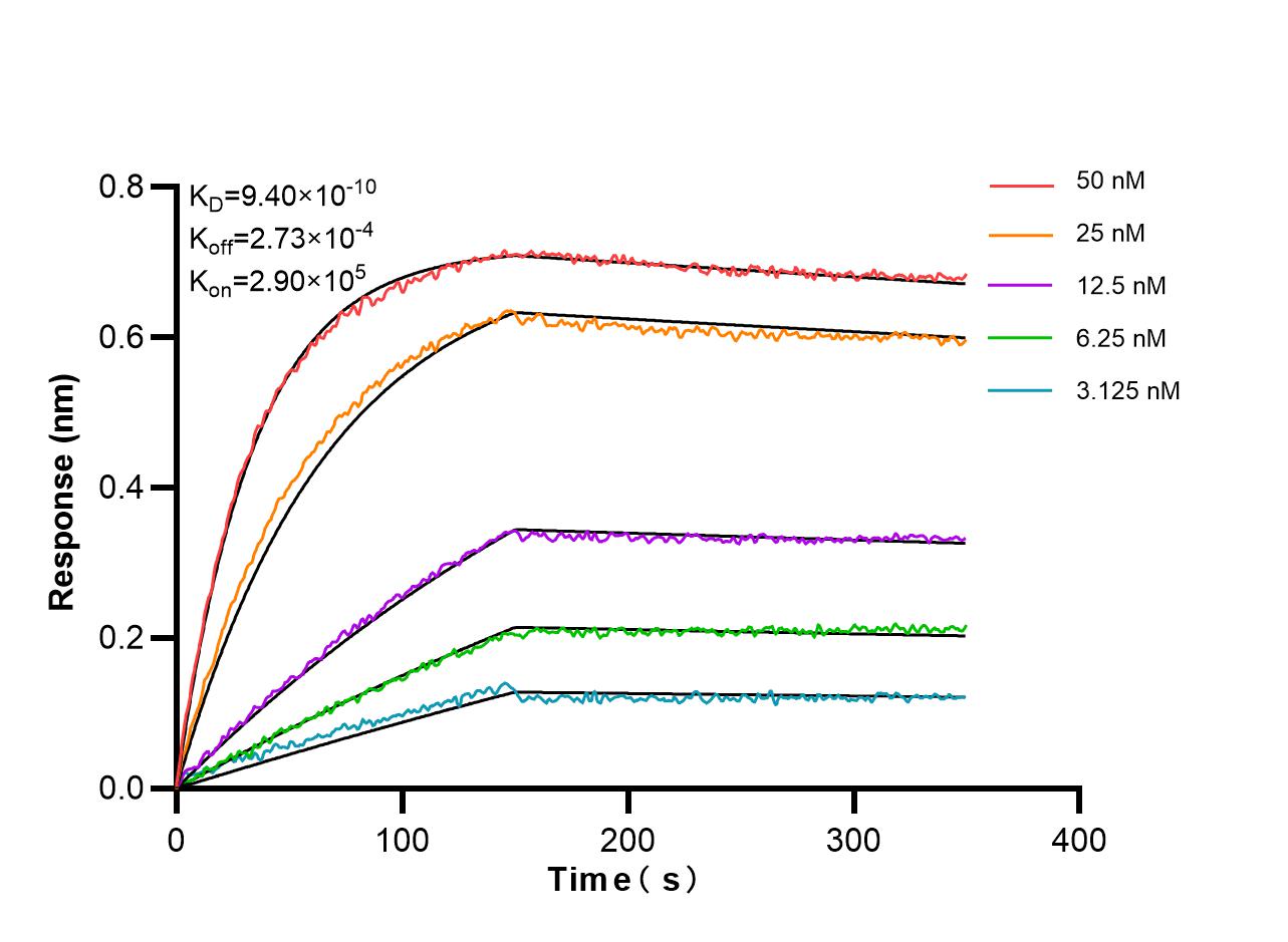 Affinity and Kinetic Characterization of 86927-2-RR
