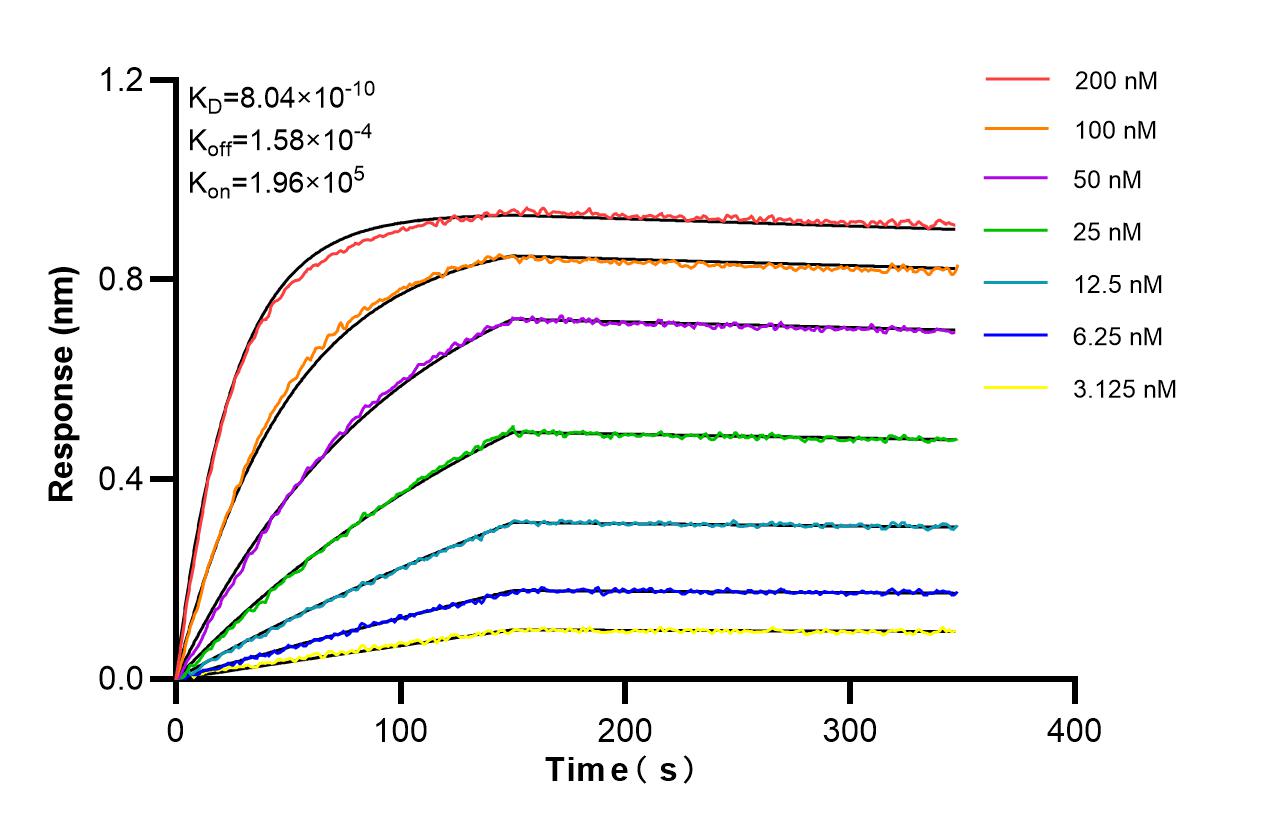 Biolayer interferometry (BLl) kinetic assays of <a class='green' href='/productredirect?CatalogNo=86938-1-RR' target='_blank'>86938-1-RR</a> against Human COX5A were performed. The affinity constant is 0.804 nM. Affinity and Kinetic Characterization of 86938-1-RR