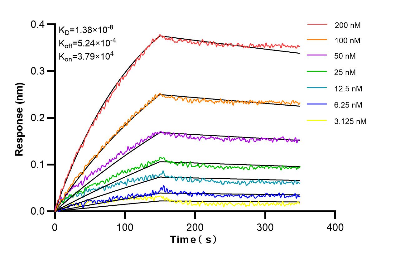 Biolayer interferometry (BLl) kinetic assays of 86941-1-RR against Human FCRL4 were performed. The affinity constant is 13.8 nM. Affinity and Kinetic Characterization of 86941-1-RR