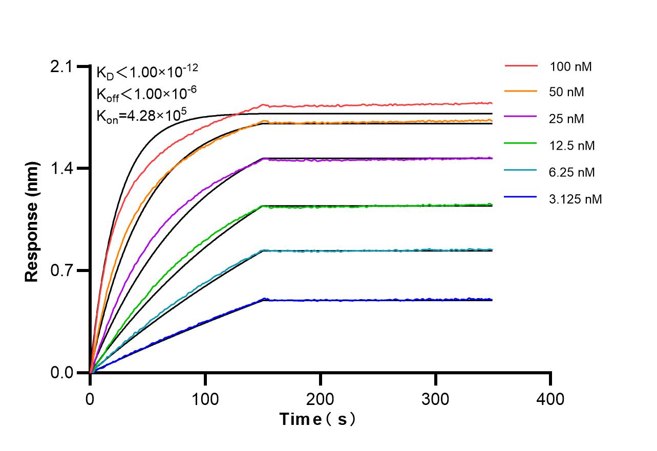 Affinity and Kinetic Characterization of 86944-1-RR Affinity and Kinetic Characterization of 86944-1-RR
