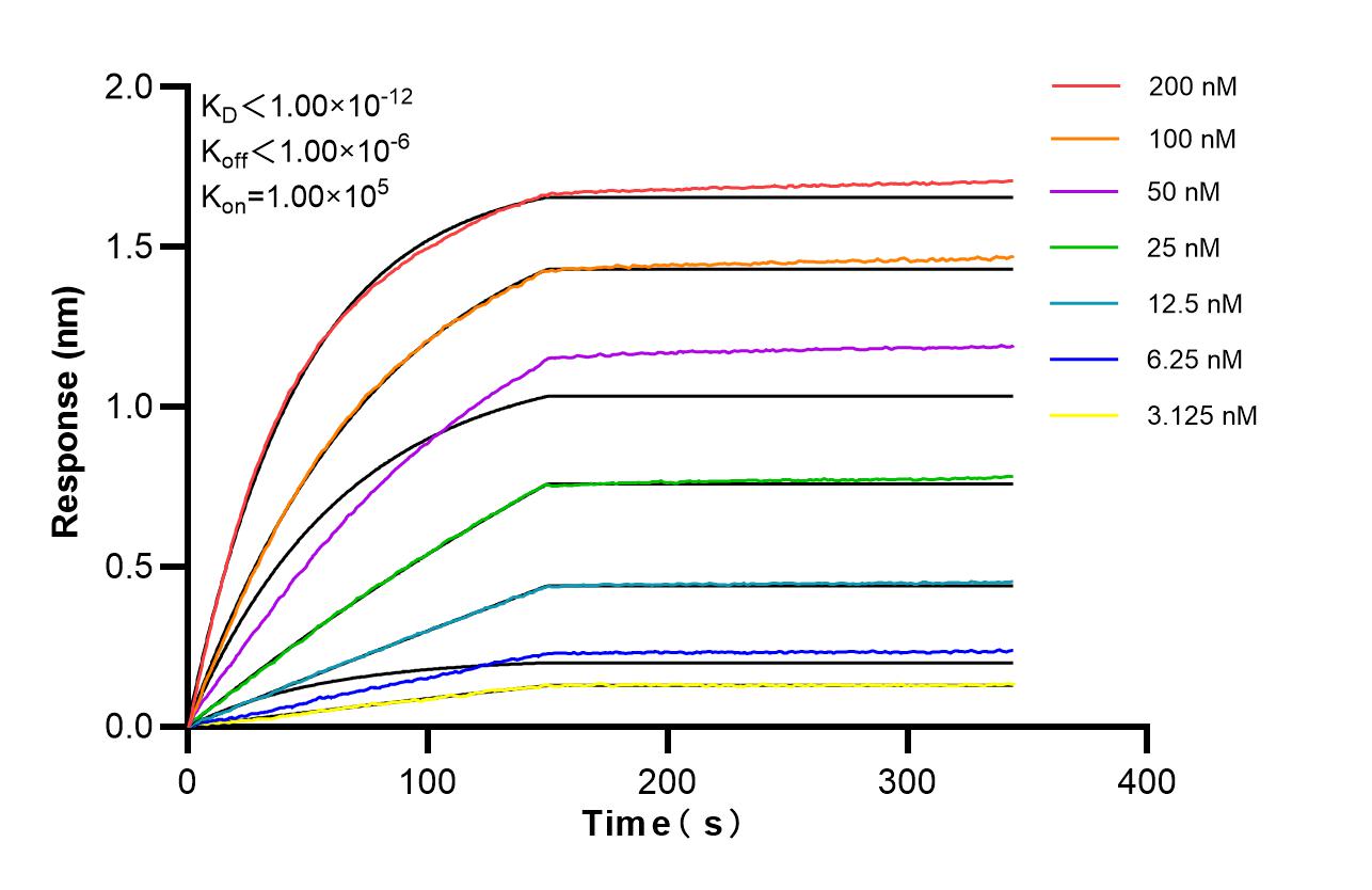 Affinity of 86950-1-RR Affinity of 86950-1-RR
