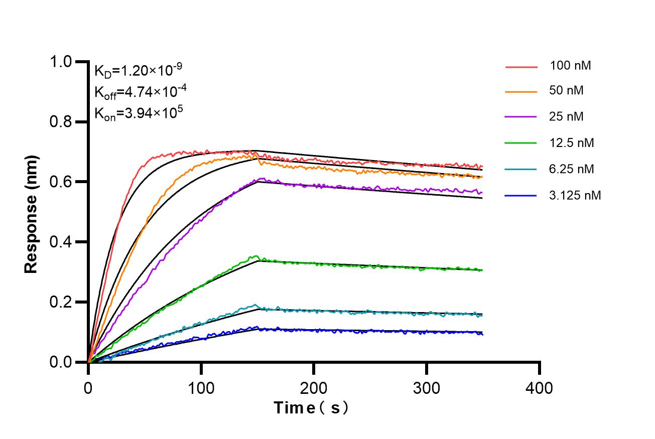 Affinity and Kinetic Characterization of 86954-1-RR