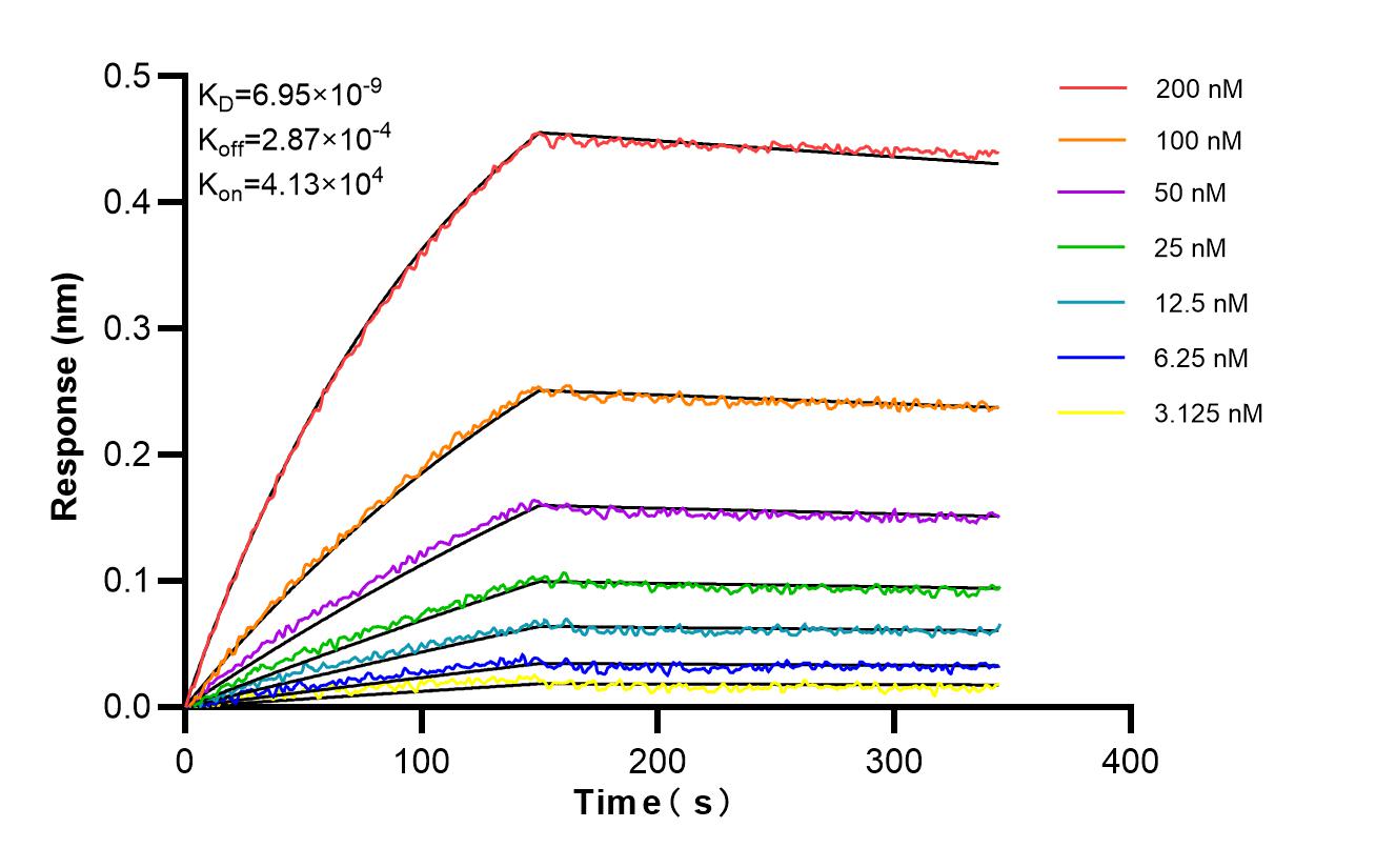 Affinity and Kinetic Characterization of 86957-1-RR