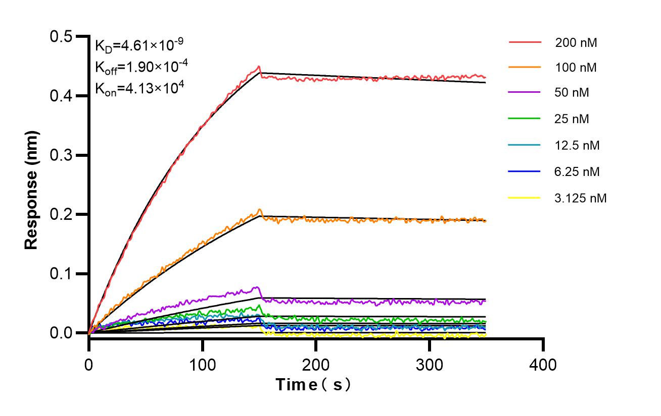 Affinity and Kinetic Characterization of 86974-2-RR