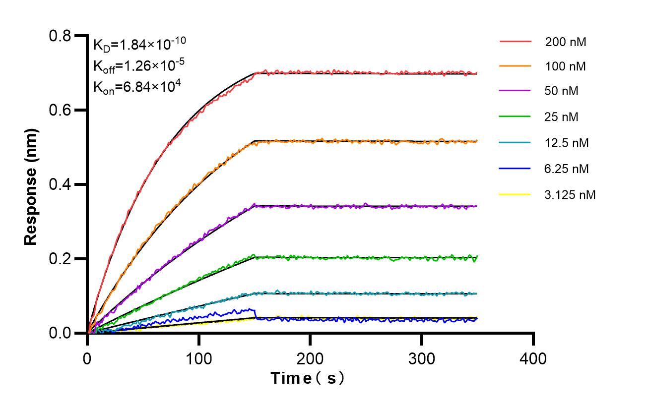 Affinity and Kinetic Characterization of 86979-1-RR Affinity and Kinetic Characterization of 86979-1-RR