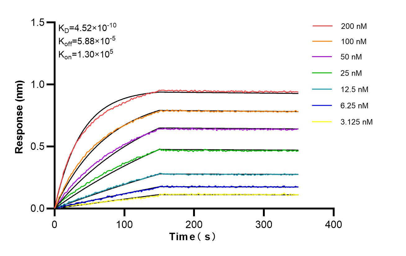 Affinity and Kinetic Characterization of 86980-1-RR Affinity and Kinetic Characterization of 86980-1-RR