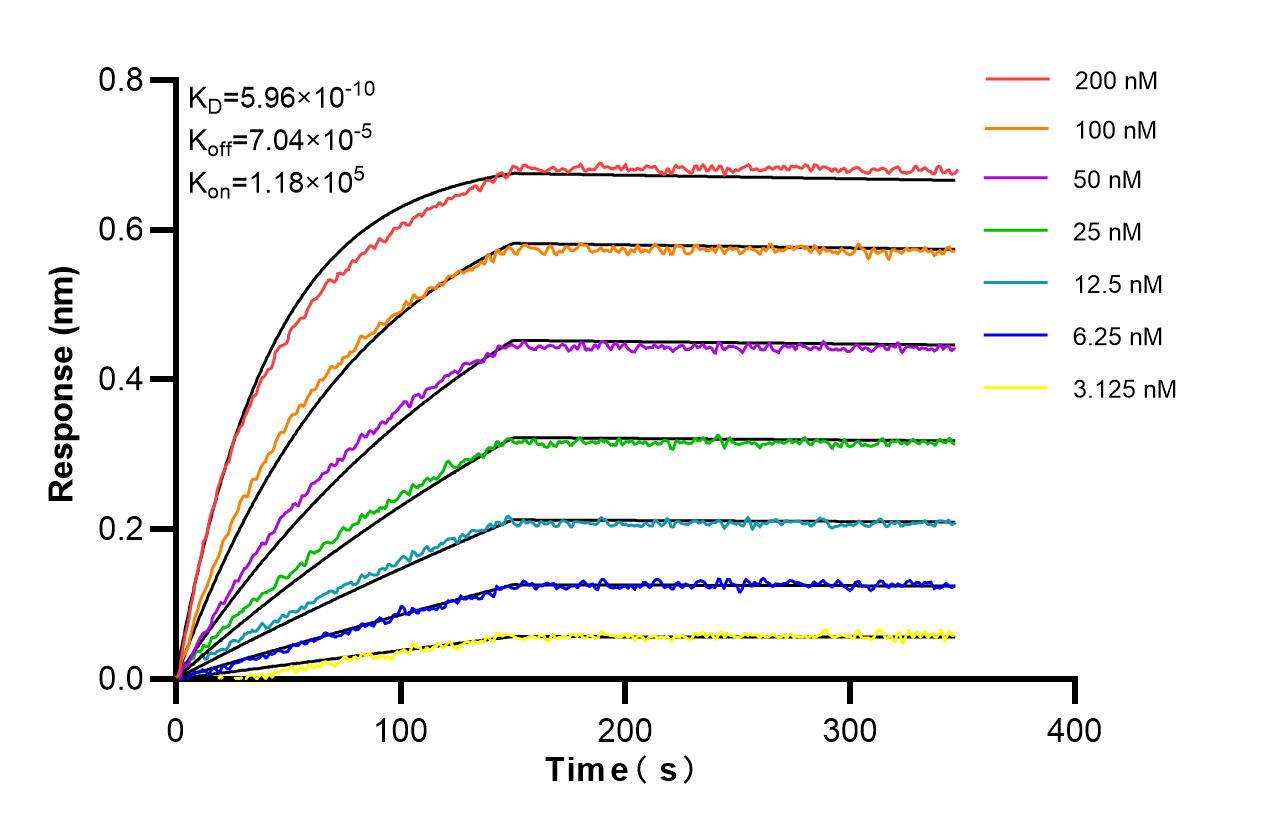 Affinity and Kinetic Characterization of 86981-1-RR Affinity and Kinetic Characterization of 86981-1-RR