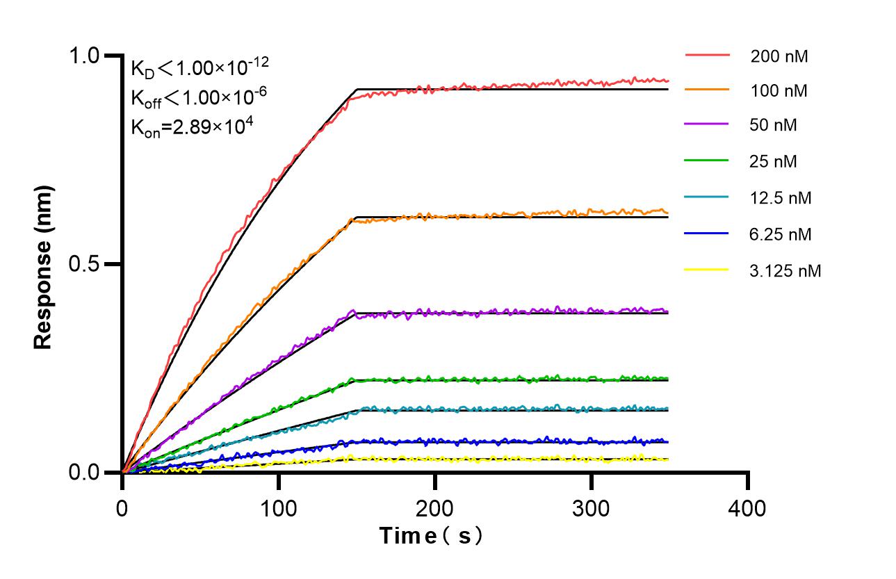 Affinity and Kinetic Characterization of 86982-1-RR