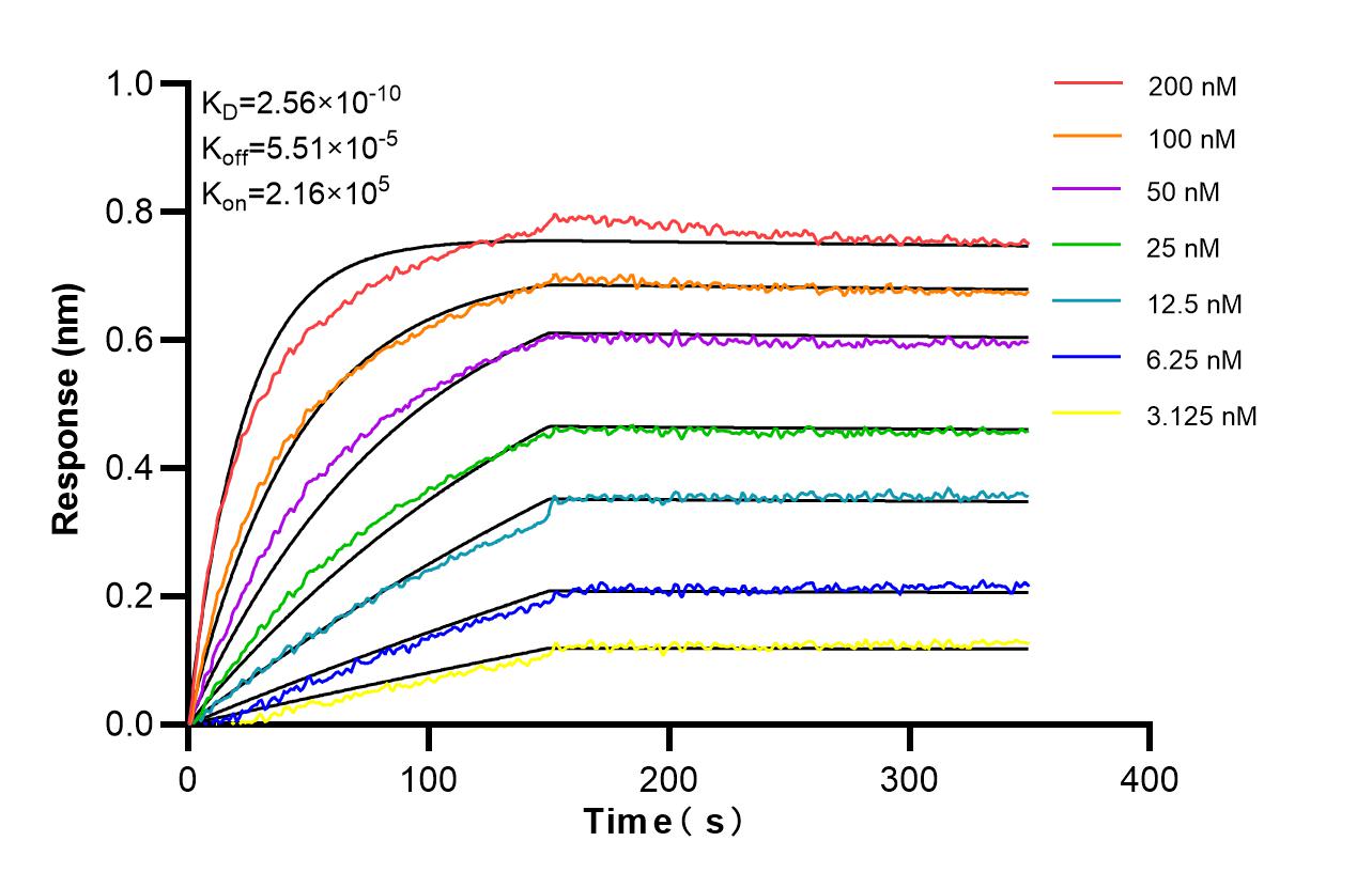 Affinity and Kinetic Characterization of 86985-1-RR