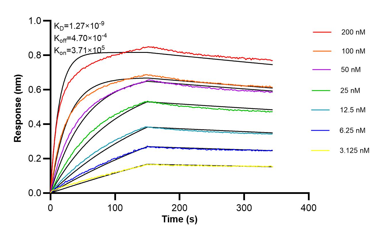 Affinity of 86997-1-RR Affinity of 86997-1-RR